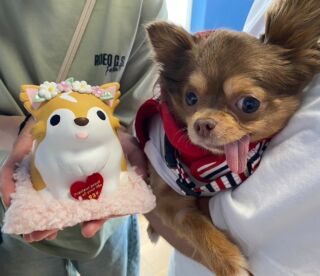 オーダーメイドの羊毛フェルト人形、ミニチュアダックスのナナちゃん